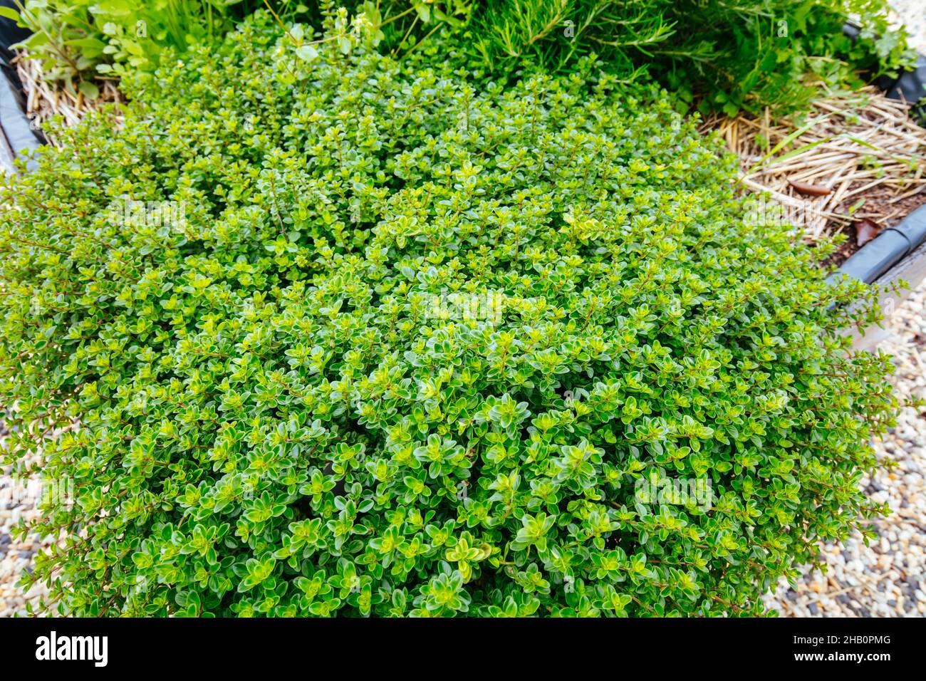 Rural Garden Plot in Australia Stock Photo Alamy