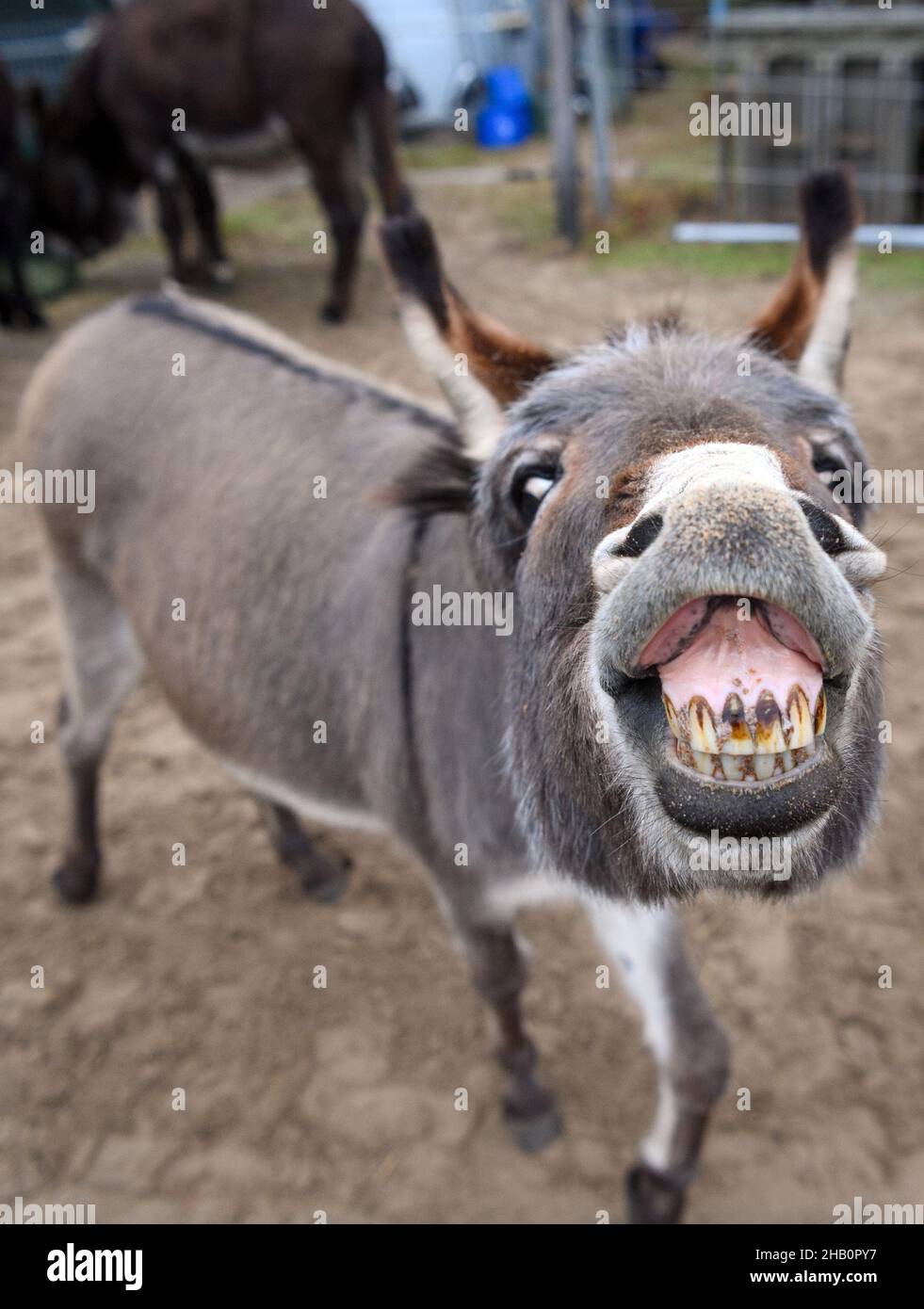 Brandenburg, Germany. Dec 16 2021 A dwarf donkey stands on the premises of the Donkey Friends