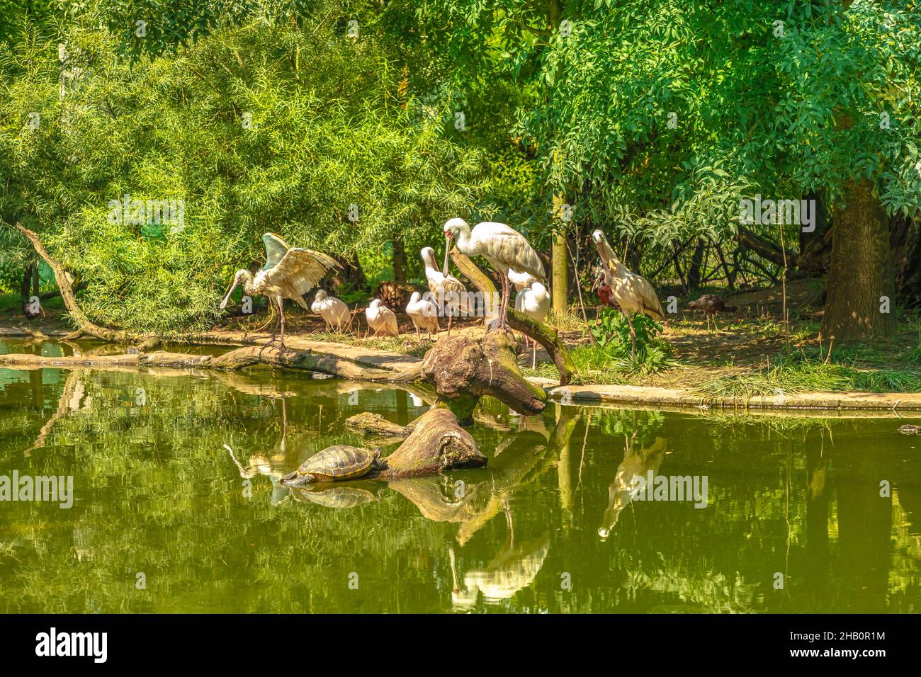 white birds African spoonbills standing in a lake reflected in the water. Freshwater and coastal birds in the family Threskiornithidae. Platalea alba Stock Photo