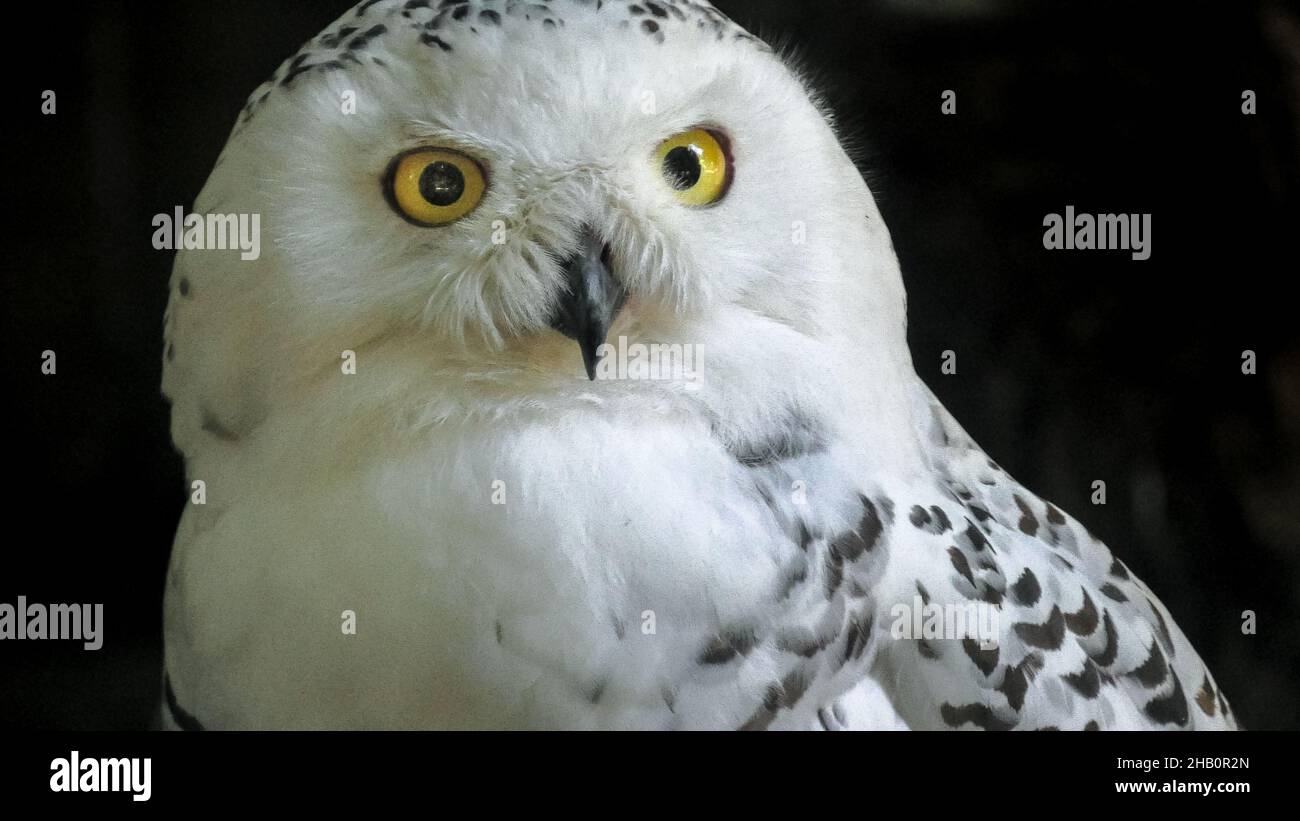 eyes of a snowy owl or polar owl. Bubo scandiacus species from Arctic regions of North America and the Palearctic. Falconry birds of prey. Adult Stock Photo