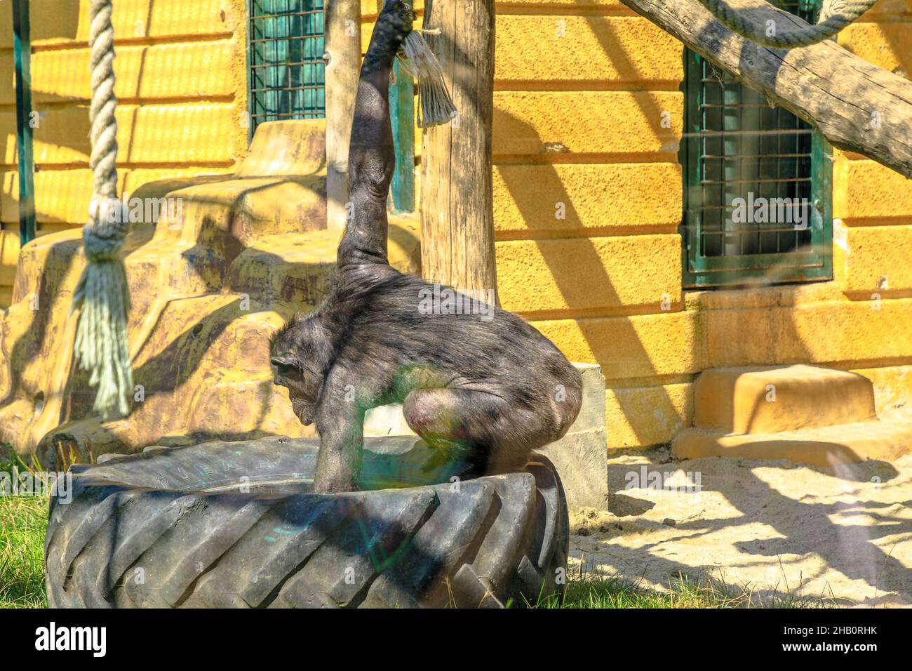 Zagabria , Croatia, - August 2021: large common chimpanzee eating in the Maksimir Park of Zagabria zoo. Pan troglodytes species. Stock Photo