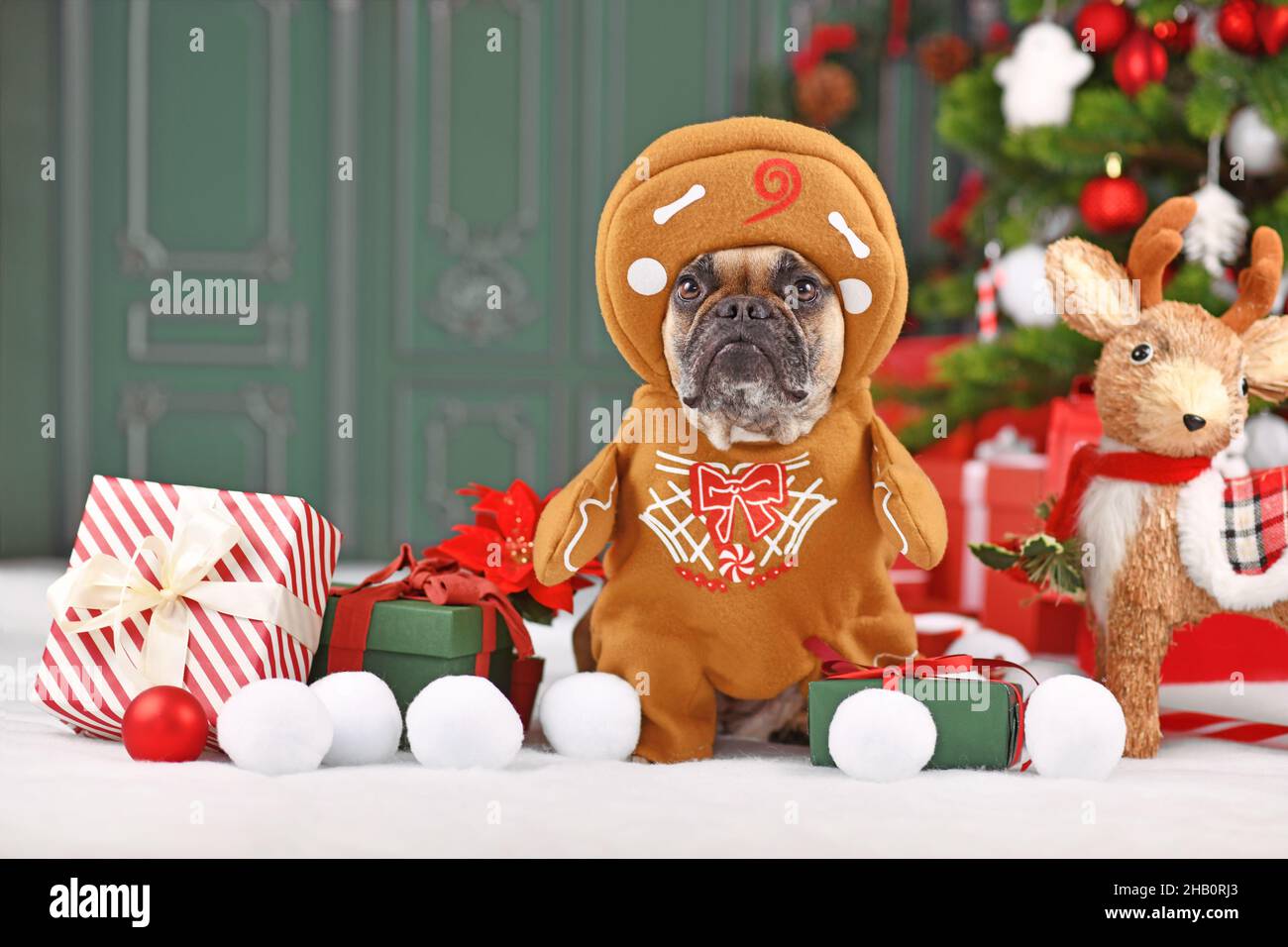 Dog wearing Christmas costume. French Bulldog dressed up as gingerbread man with arms surrounded by festive decoration Stock Photo