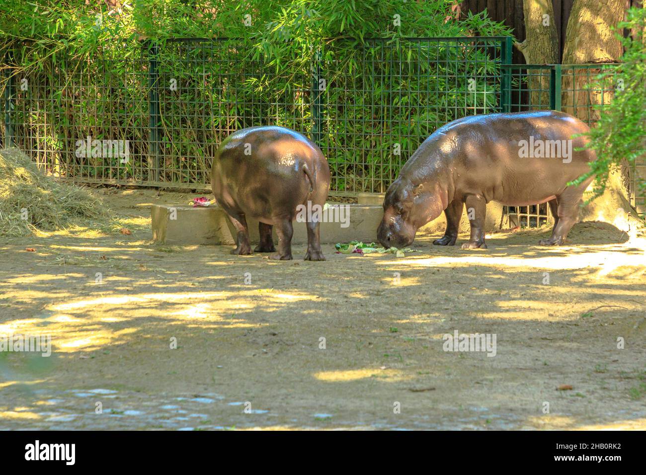 Big hippopotamus eating vegetables. Big five animals of South Africa. Close-up view. Game drive safari. Hippopotamus amphibius species. Stock Photo