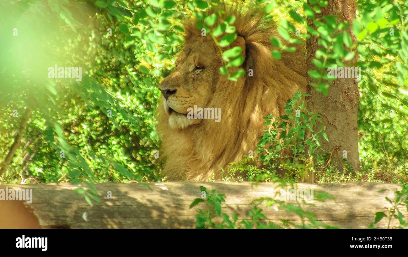 Close up of a head of male Lion in the forest. Panthera Leo in natural habitat. The lion is part of Big Five of Africa. Stock Photo