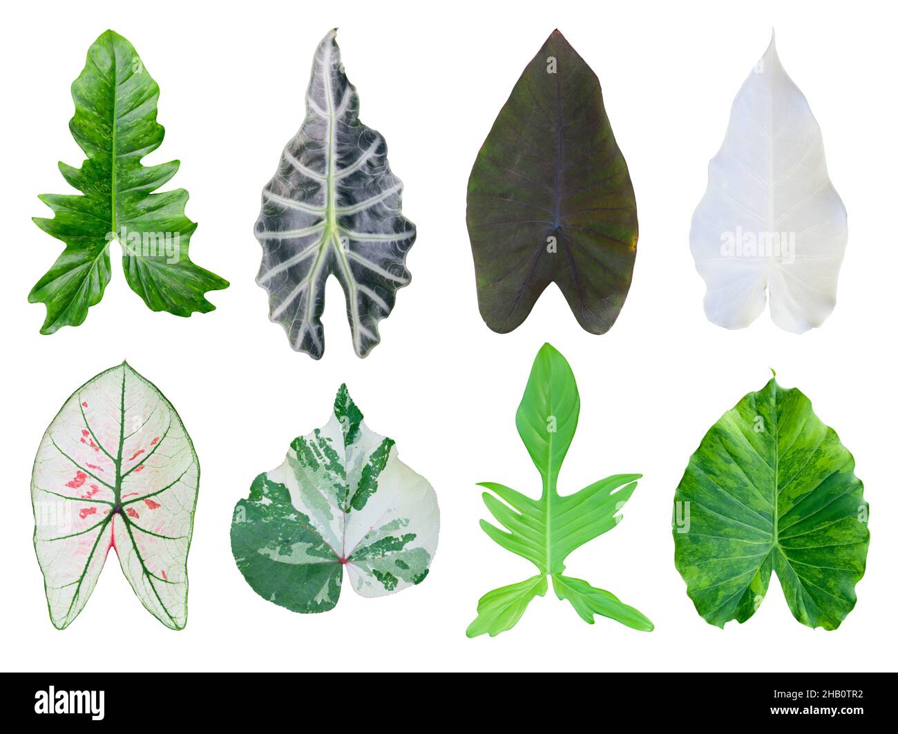 Set of different leaves on white background Stock Photo