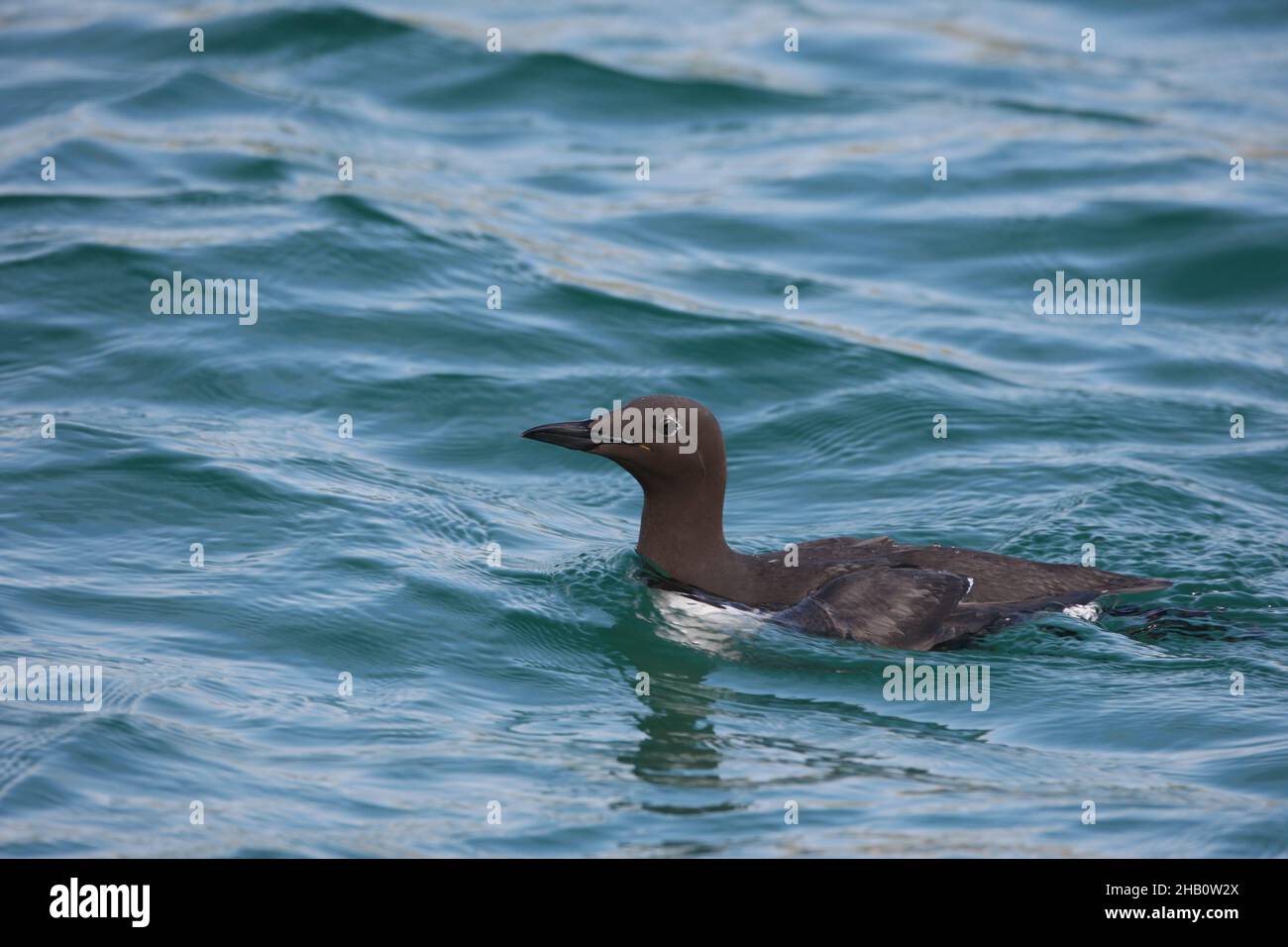 Guillemot can dive up to 60m to catch prey to either feed on before surfacing, or return to the nest to feed their chick. Stock Photo