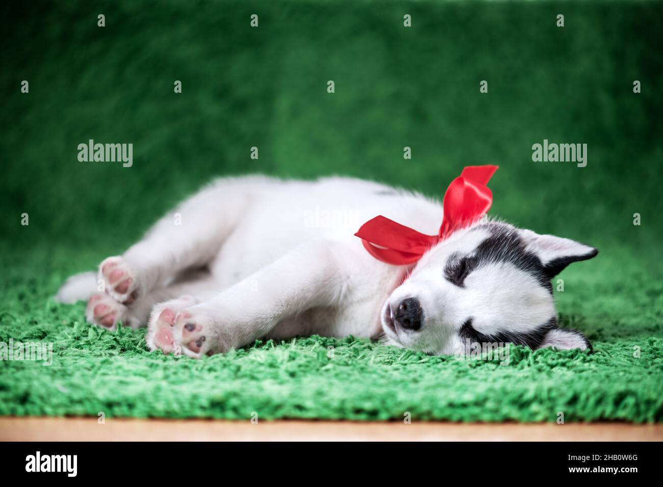 A small white dog puppy breed siberian husky with beautiful blue eyes lays on green carpet. Dogs and pet photography Stock Photo