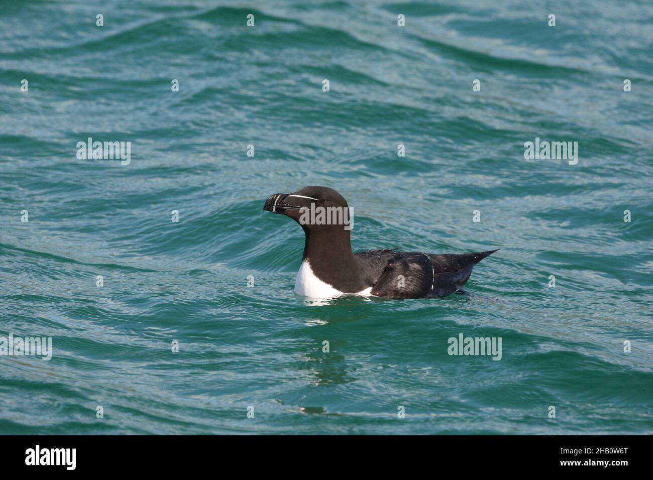 Razorbill in shallow coastal waters during breeding season where they catch fish prey to feed their chick. Stock Photo