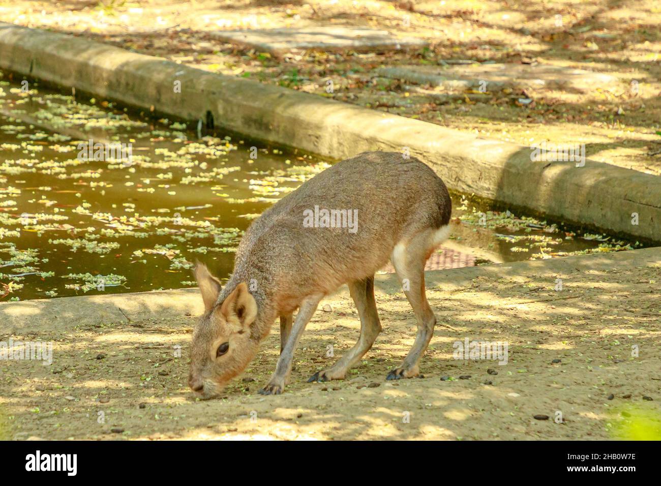 Rabbit like rodent of south sale america