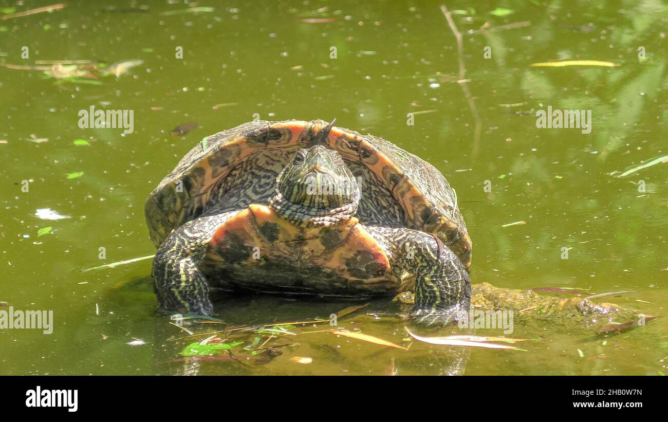 red-eared slider turtle swimming in a pond, Trachemys scripta elegans of Emydidae family. Adults of popular pet turtle in the United States. Native to Stock Photo