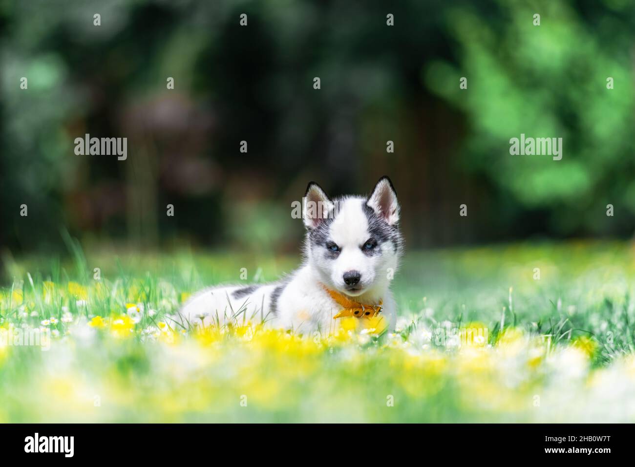 A small white dog puppy breed siberian husky with beautiful blue eyes in blooming spring garden. Dogs and pet photography Stock Photo