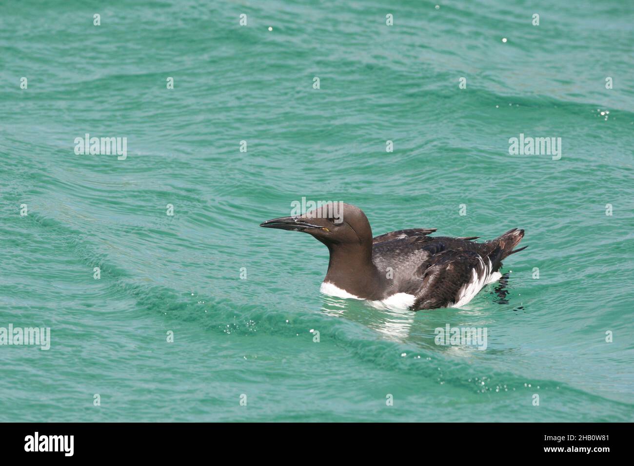 Guillemot feed close to the nest catching a beak full of fish before returning to the nest to feed the chick.  Sand eels are a favourite food. Stock Photo