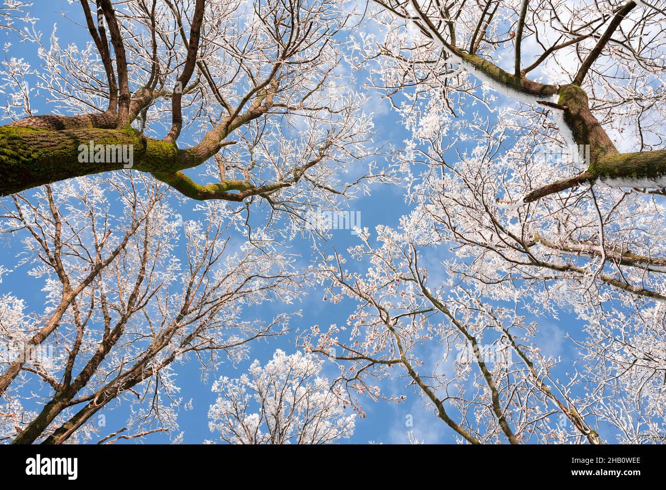 Bottom view on a f winter snowy trees in the blue sky. Frosty branches with hoarfrost twigs in a sunny day. Landscape photography Stock Photo