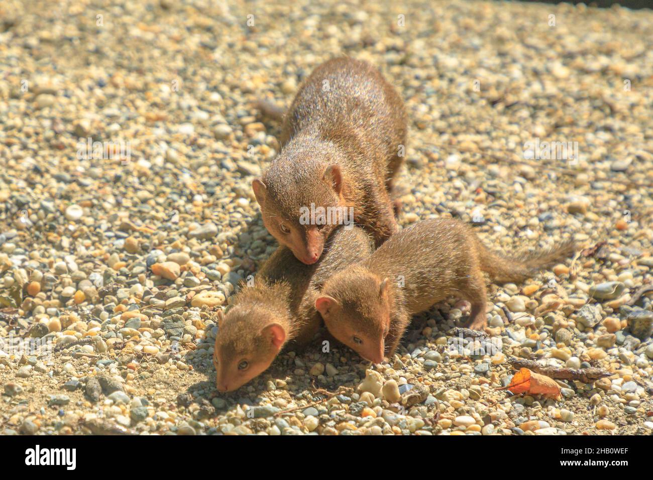 Common dwarf mongoose mother cleaning her pups. Helogale parvula species from mongoose family Herpestidae. Living in Angola, northern Namibia, KwaZulu Stock Photo