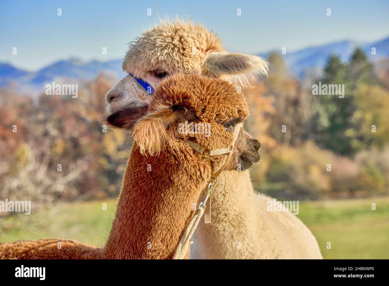 2 Two Fluffy Alpacas, Beige And Brown, Look Attentively In Opposite Directions. Blurred Background With Trees Hills And Blue Sky. Bauma Zurich Oberlan Stock Photo