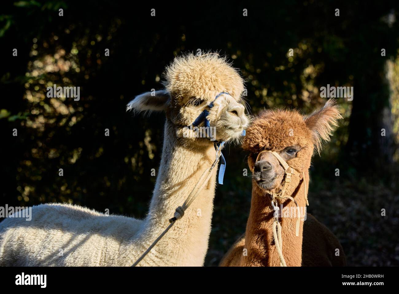 2 Two Alpacas, Beige And Brown, Adult And Youngster, Stand Together And Look Curiously Towards The Camera. Background Blurred Deciduous Hedge. Bauma Z Stock Photo