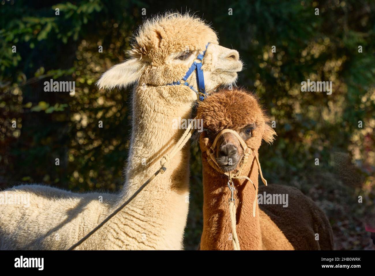 2 Two Alpacas, Beige And Brown, Adult And Youngster, Stand Together And Look In Different Directions. Background Blurred Deciduous Hedge. Bauma Zurich Stock Photo