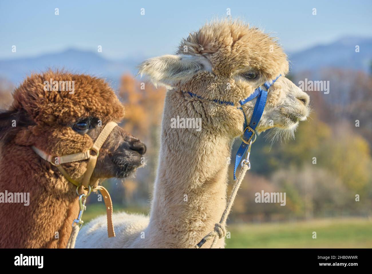 2 Two Fluffy Alpacas, Beige And Brown, Look Attentively In The Same Direction. Blurred Background With Trees Hills And Blue Sky. Bauma Zurich Oberland Stock Photo
