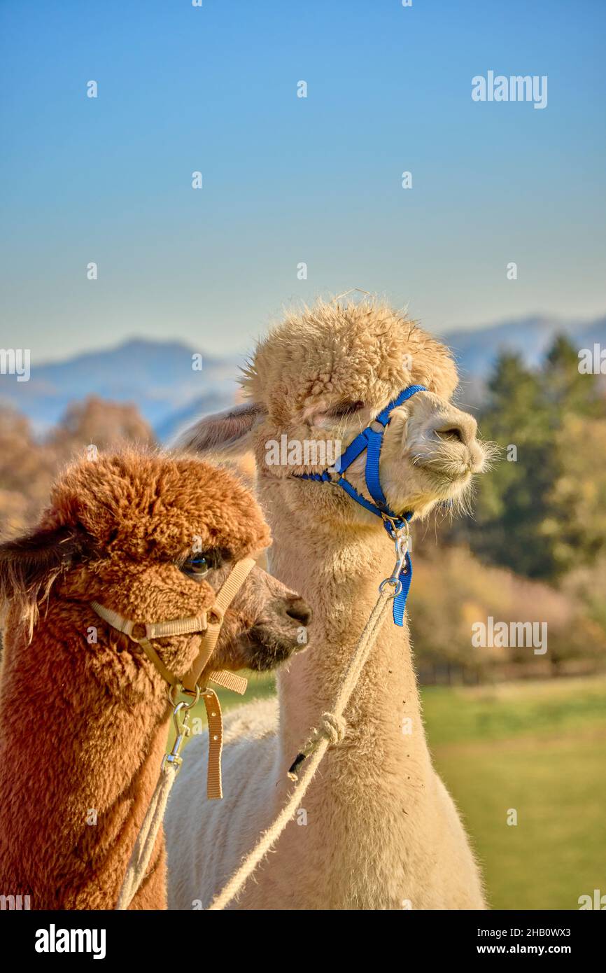 2 Two Fluffy Alpacas, Beige And Brown, Look Attentively At The Landscape. Blurred Background With Trees Hills And Blue Sky. Bauma Zurich Oberland Swit Stock Photo