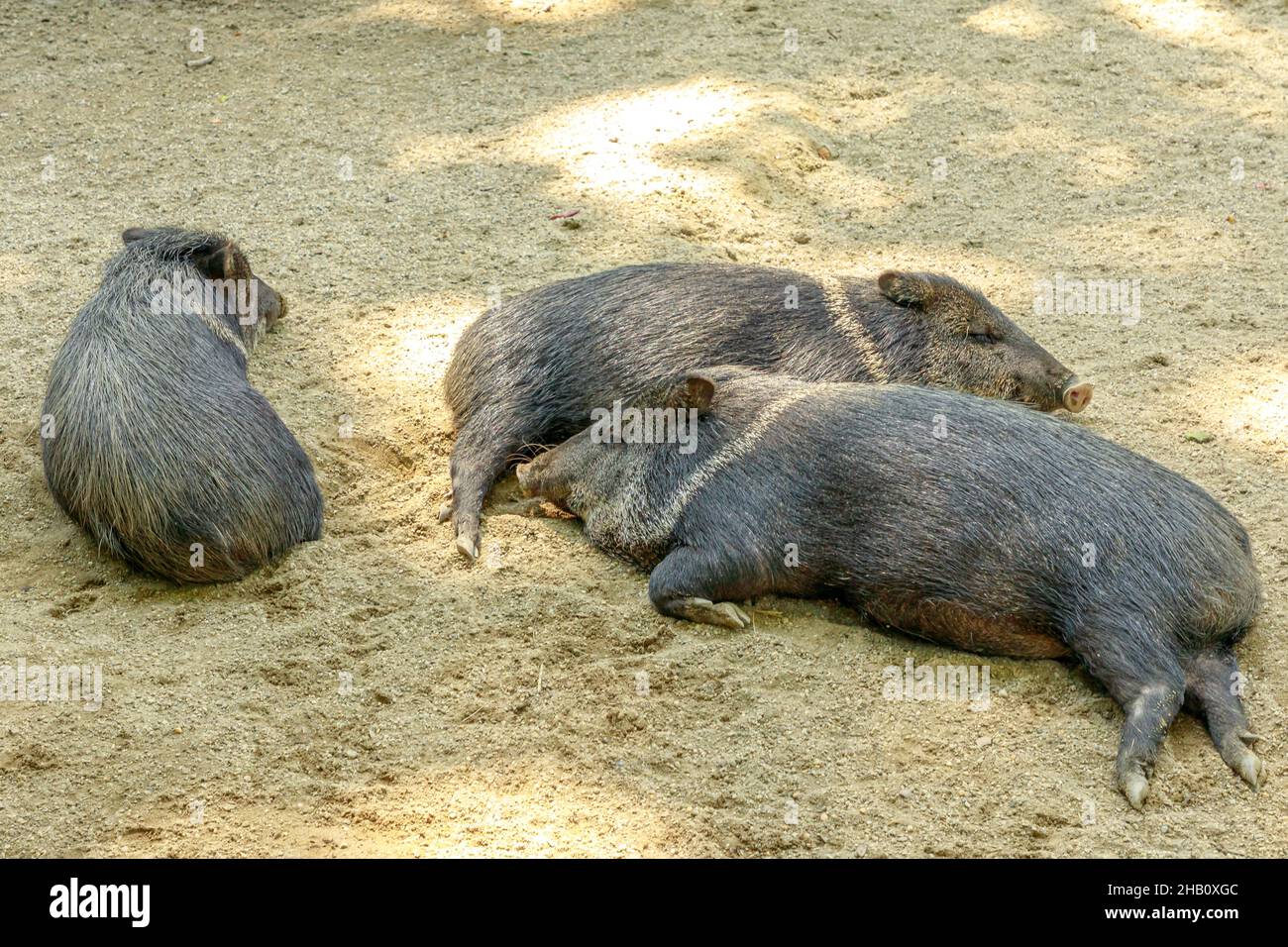 Wild boars Collared peccary sleeping, Dicotyles tajacu species of Europe and Eurasia. Stock Photo