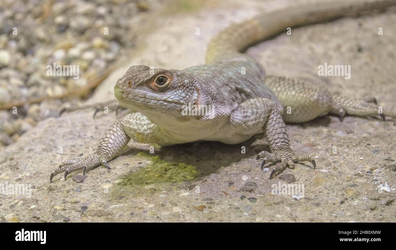 female of African on stone background. It's an insectivorous lizard of medium-small size. front view Stock Photo