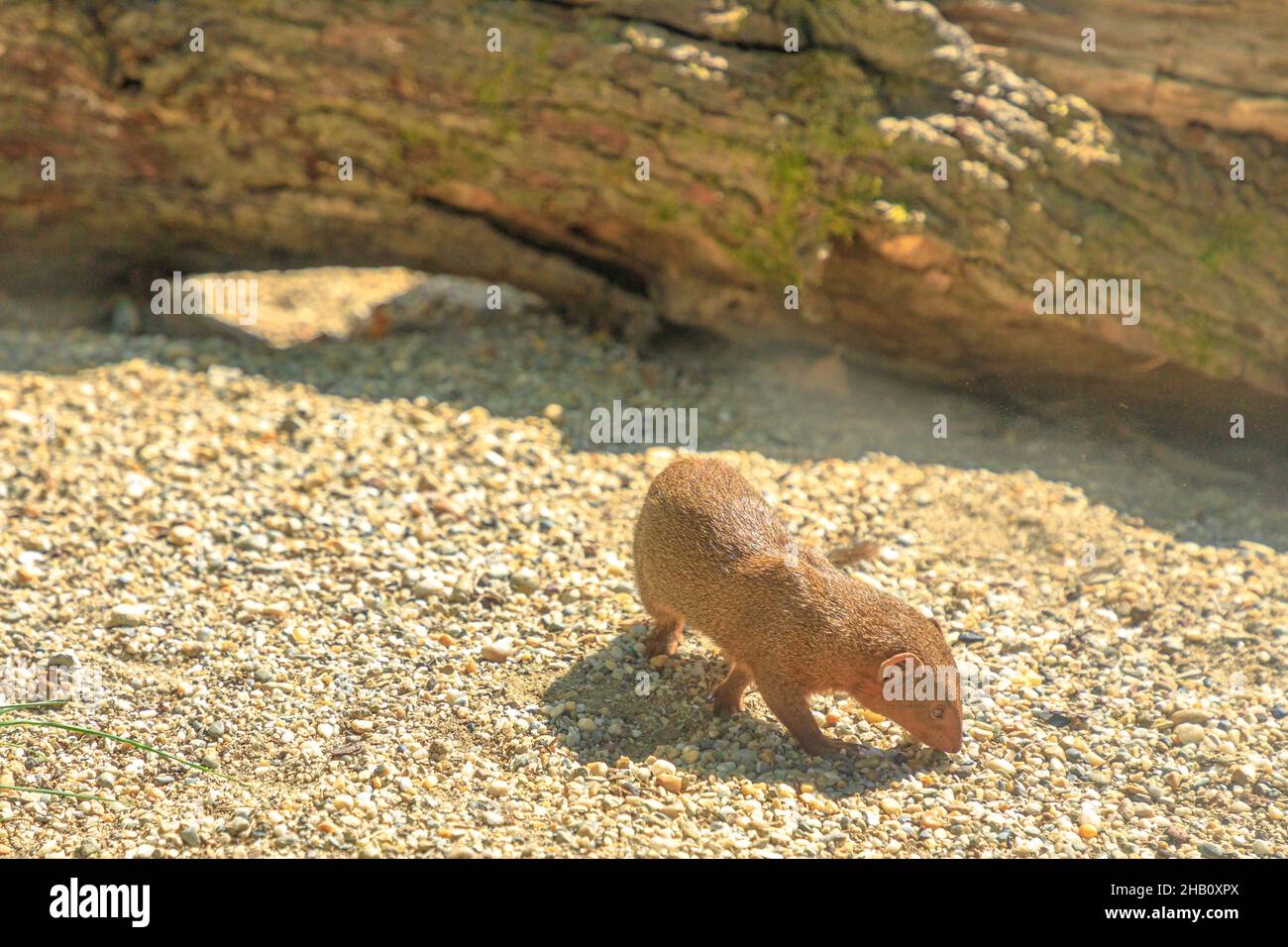 Common dwarf mongoose on sand background. Helogale parvula species from mongoose family Herpestidae. Living in Angola, northern Namibia, KwaZulu-Natal Stock Photo