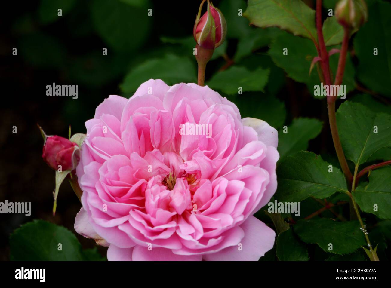 David buss hi-res stock photography and images - Alamy
