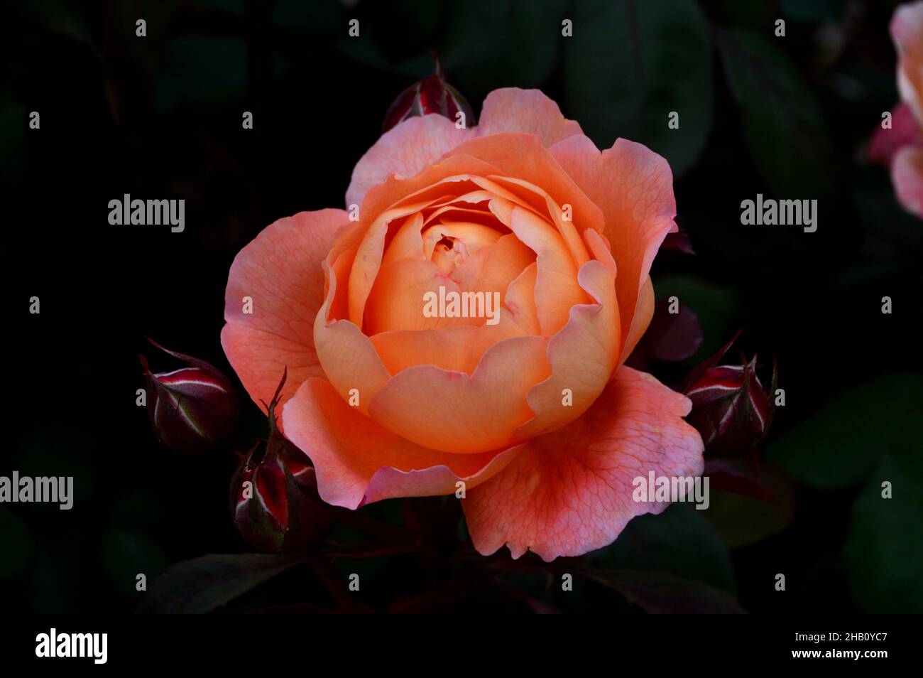 Double Orange David Austin Rosa 'Lady Emma Hamilton' Rose grown in the Rose  Garden at Lowther Castle, Lake District National Park, Cumbria, England  Stock Photo - Alamy