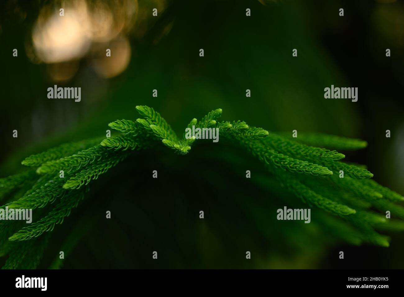Photo shows an evergreen araucaria tree. Picture was made in the garden of Dominican Republic. Coniferous tree was photographed in close-up and needle Stock Photo