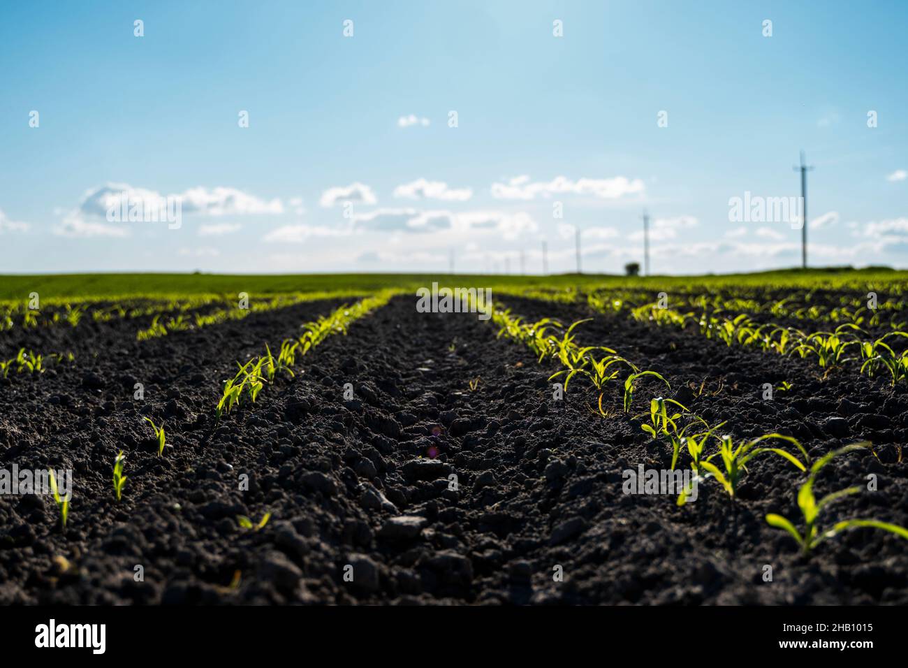 Spring rural landscape with green corn field in the sunset Stock Photo ...