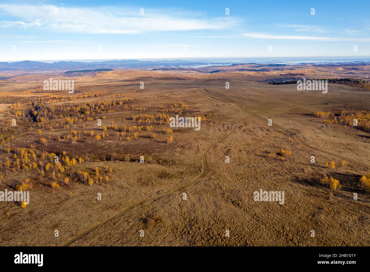 Flying with a drone above autumn meadow and birch trees. Aerial view Stock Photo