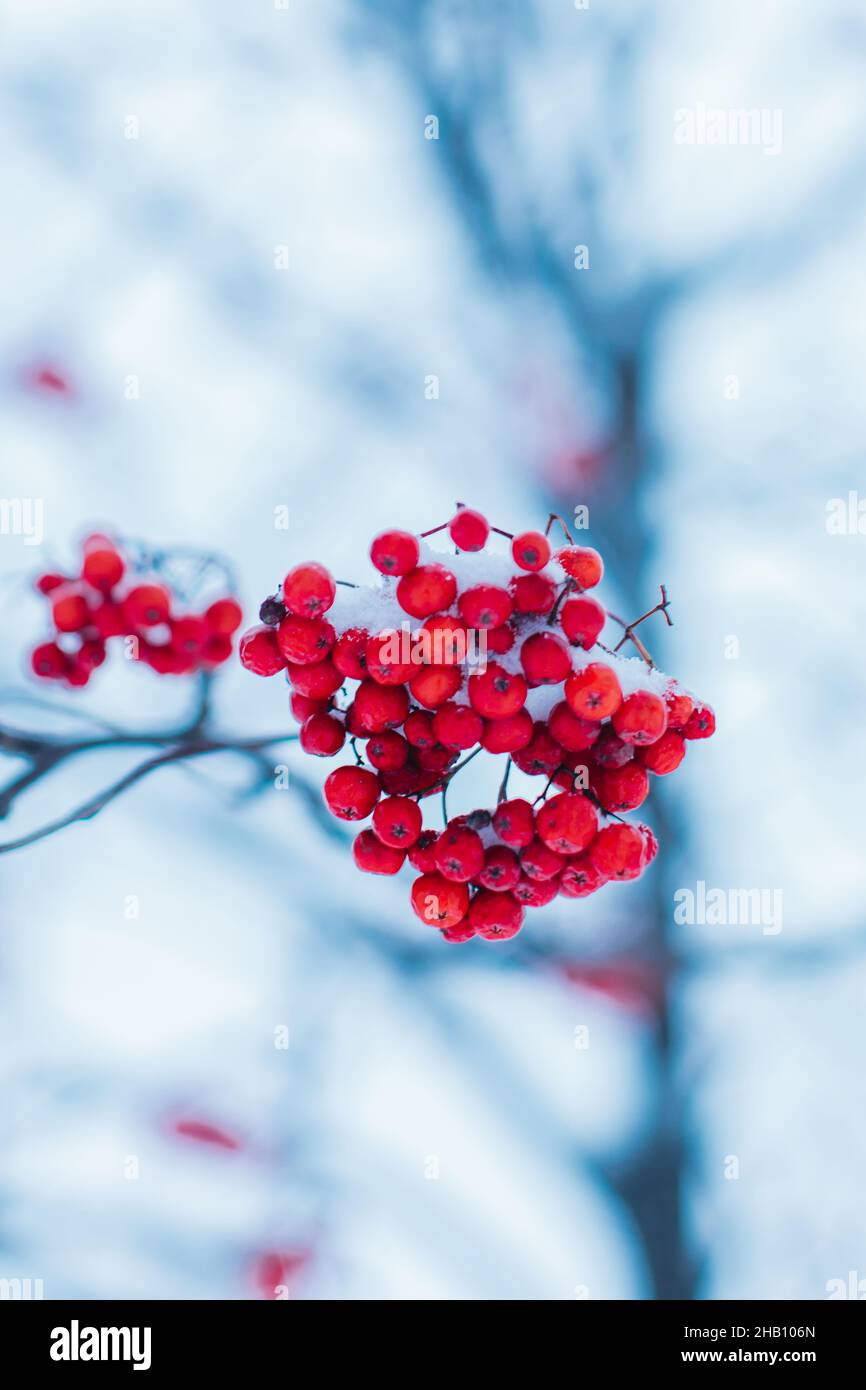 Red viburnum berries covered with white fresh snow in winter season in the park Stock Photo