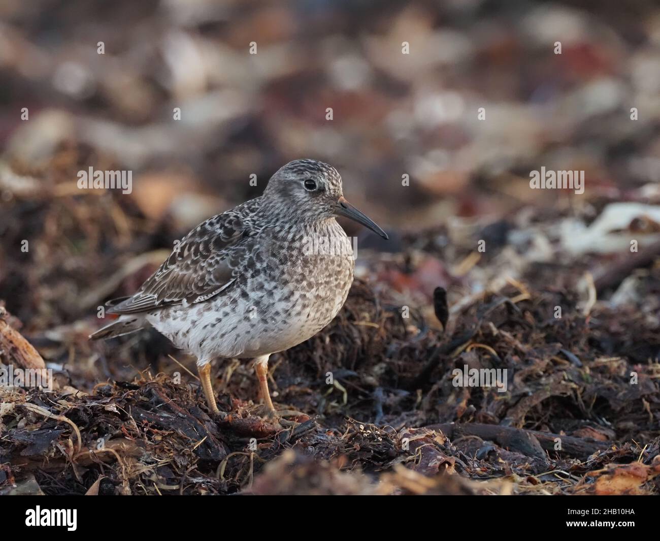 Purple sandpiper feed on rocks and sandy shores.  In the rocks they probe for food,  they also feed in seaweed where there is abundant insect life. Stock Photo