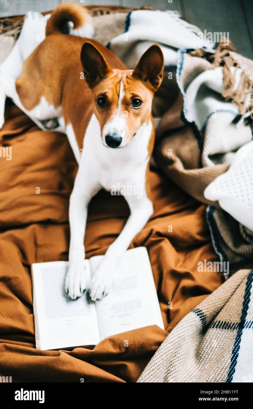 Funny Basenji dog relaxing on a bed with book Stock Photo - Alamy
