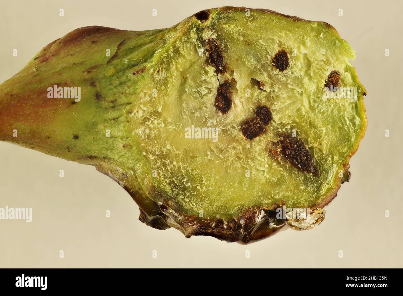 Macro cross-section of gall formed by larvae of Bud-galling Wasp (Trichilogaster signiventris) on Golden Wattle, South Australia Stock Photo