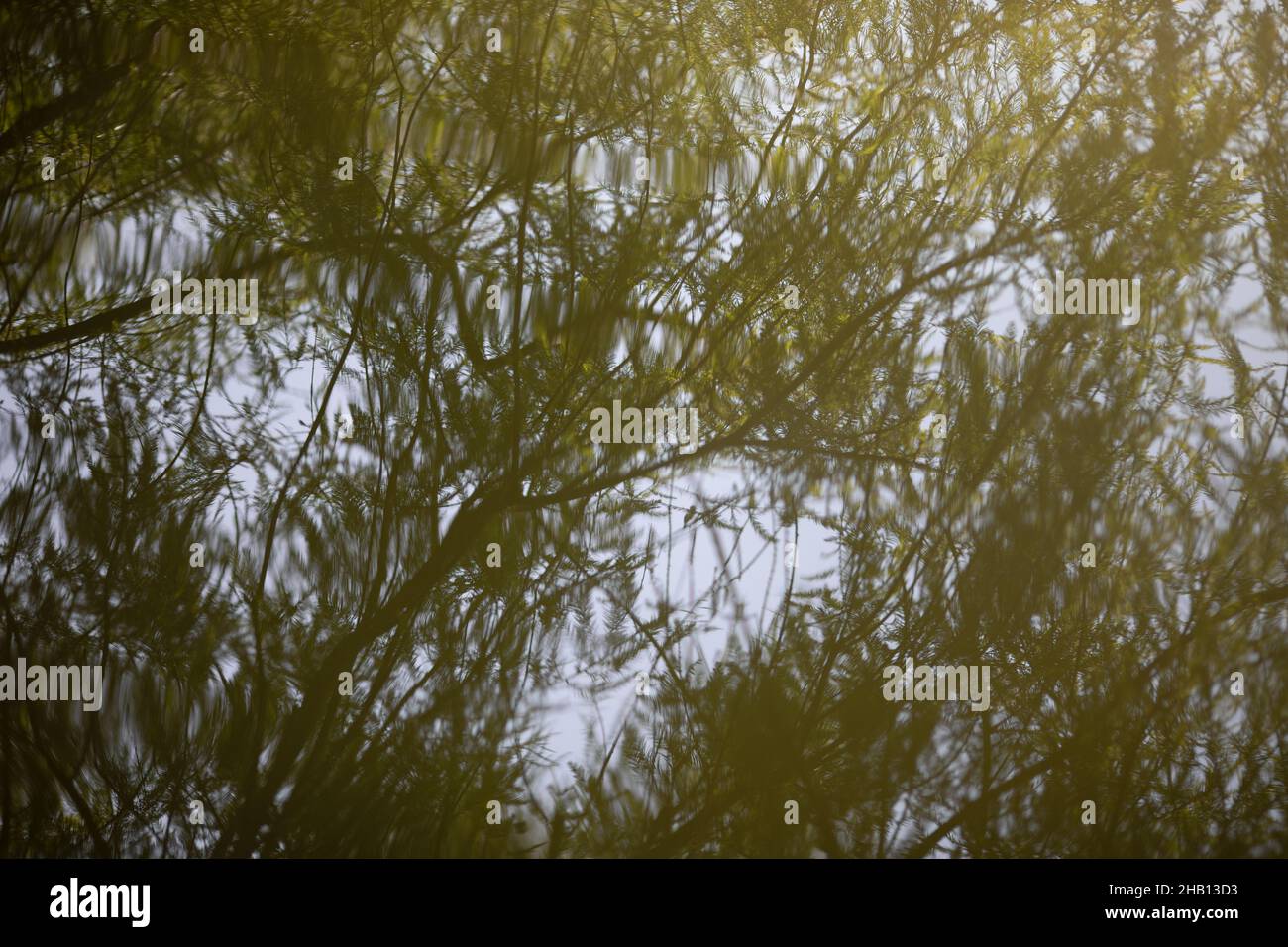 background water surface with reflecting grass Stock Photo