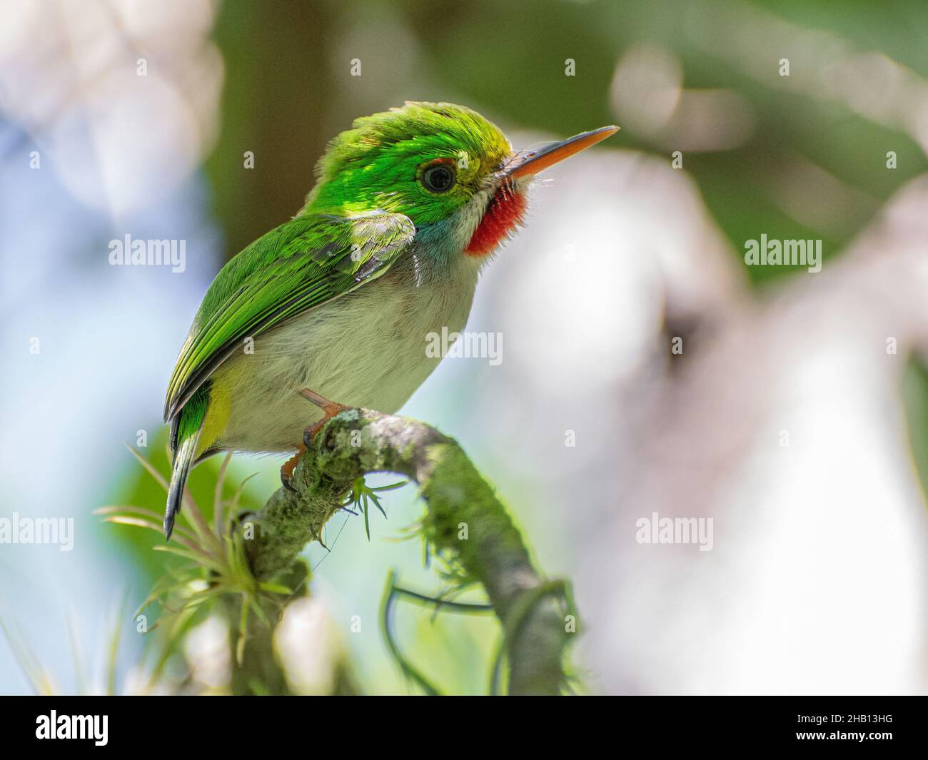 Selective focus shot of a cute Cuban tody bird perched on a tree branch during daylight Stock Photo