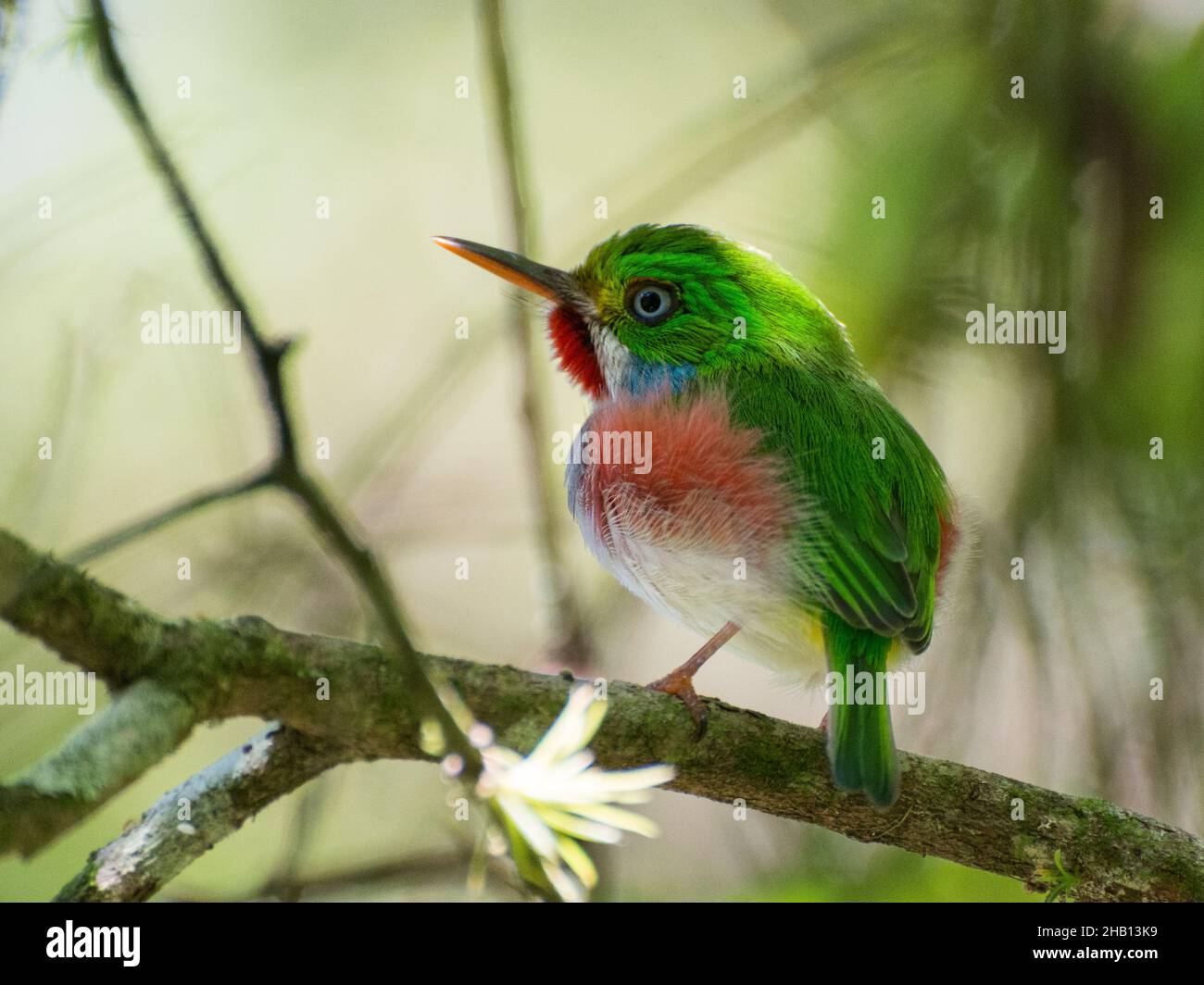 Selective focus shot of a cute Cuban tody bird perched on a tree branch during daylight Stock Photo