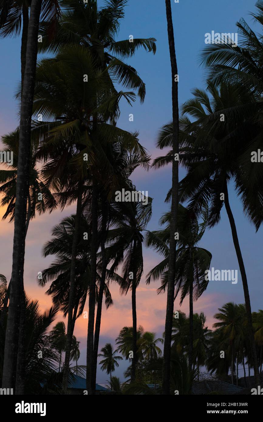 Sunset in Zanzibar, Africa with coconut palms Stock Photo - Alamy