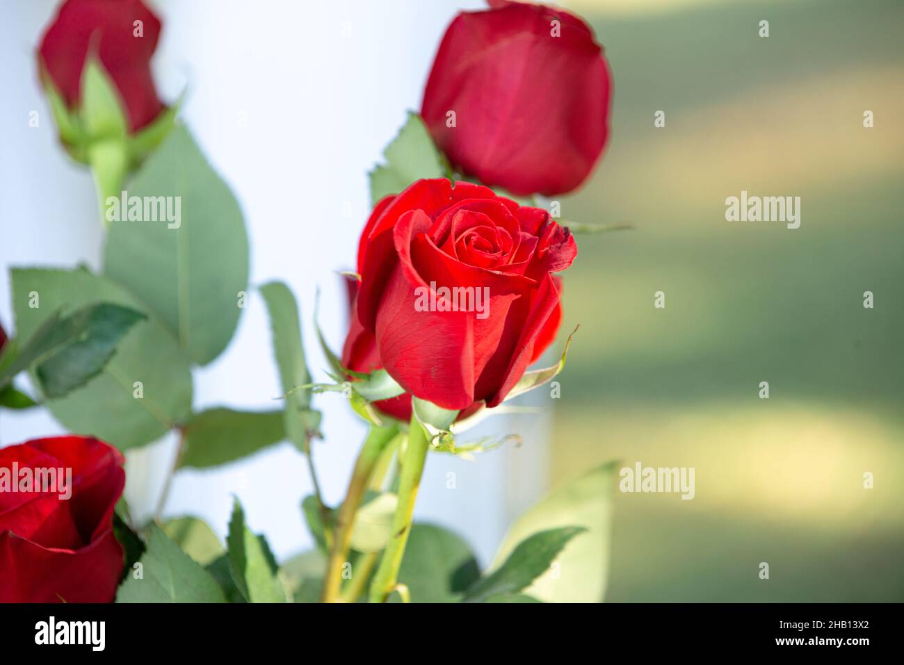 Red roses bouquet close up Stock Photo - Alamy
