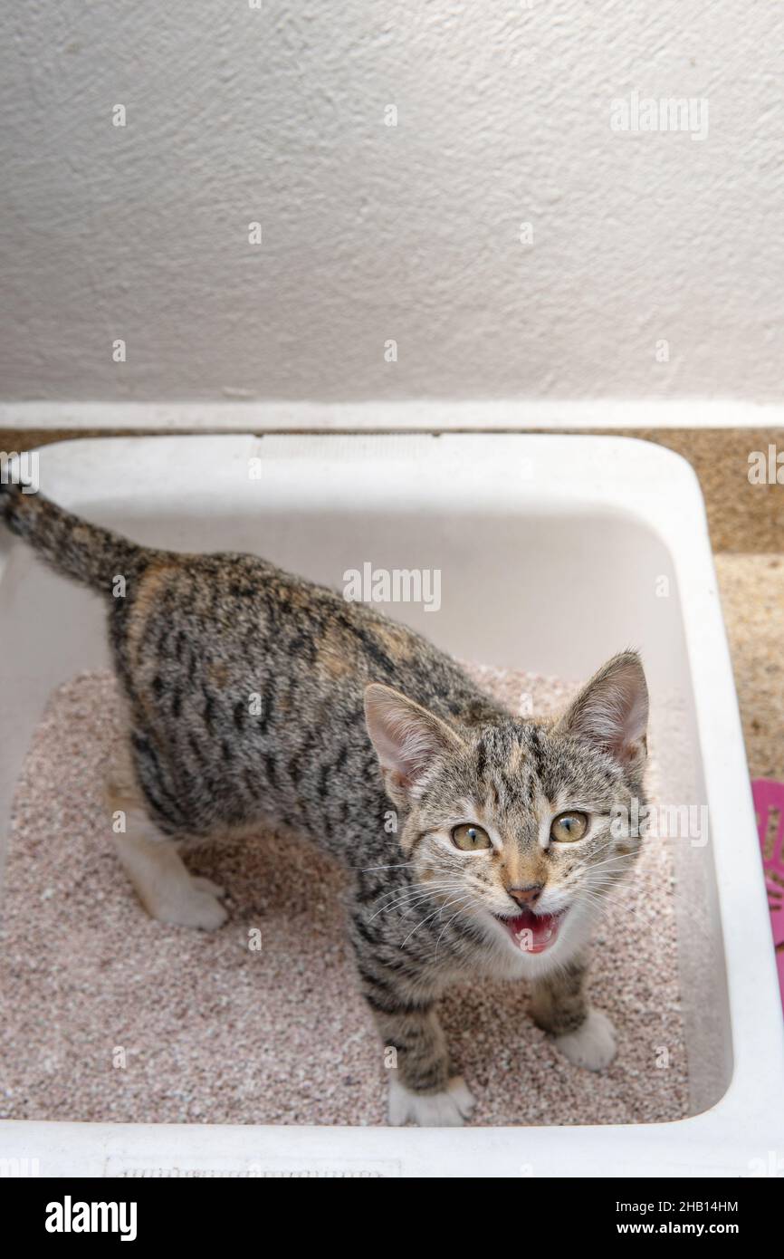 Small gray cat looking at camera urinating or defecating in a litter