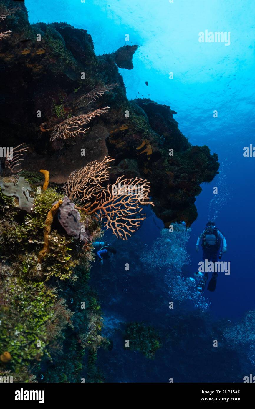 Reef Scene with corals, sponges, fish, etc. Stock Photo