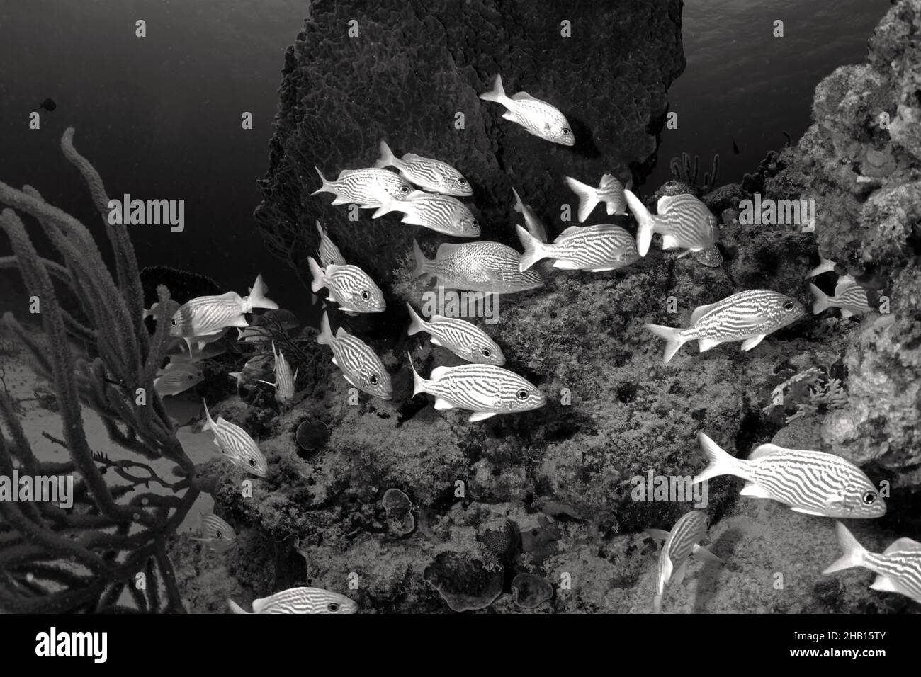 Underwater life in black sea hi-res stock photography and images - Alamy