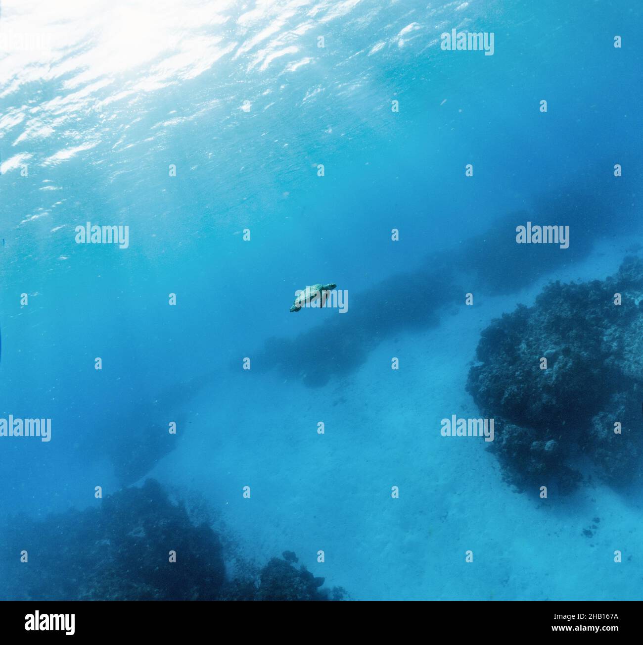 Turtle over reef Stock Photo