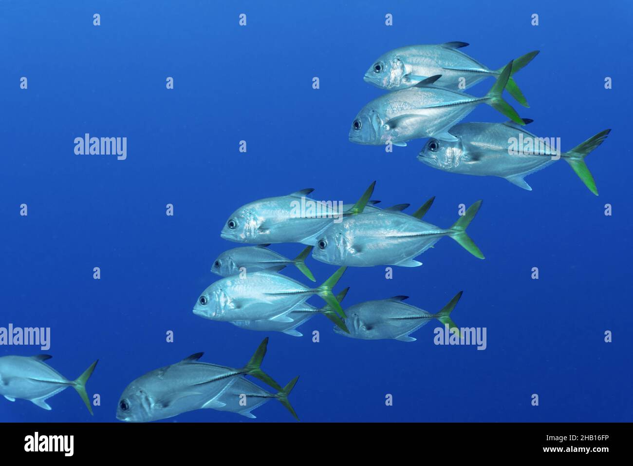 Horse-eye Jacks Stock Photo