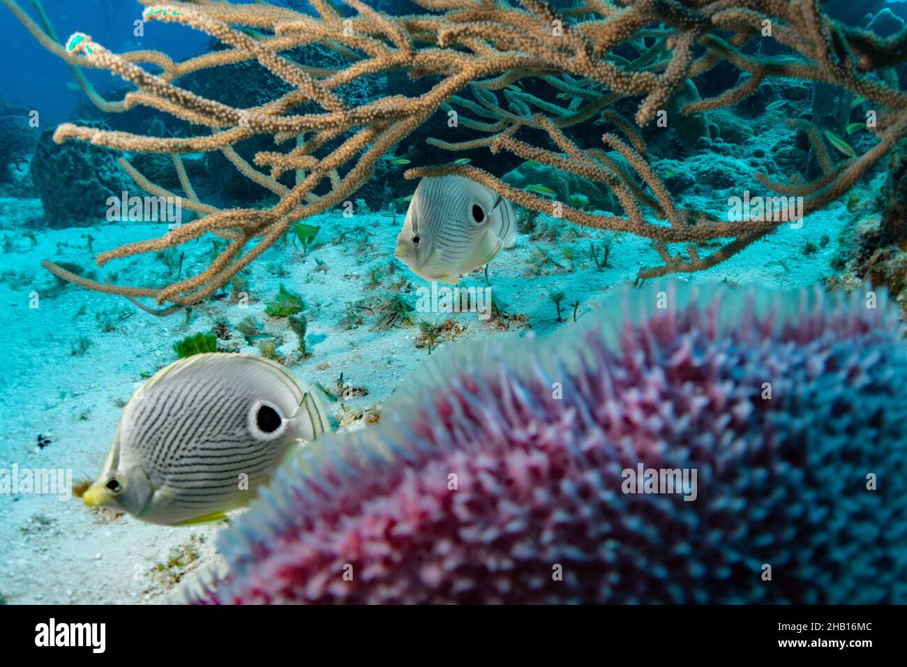 Foureyed Butterflyfish Reef Scene Stock Photo