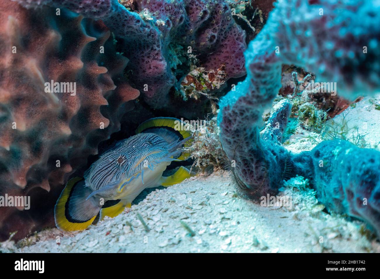 Splendid Toadfish, Cozumel Stock Photo
