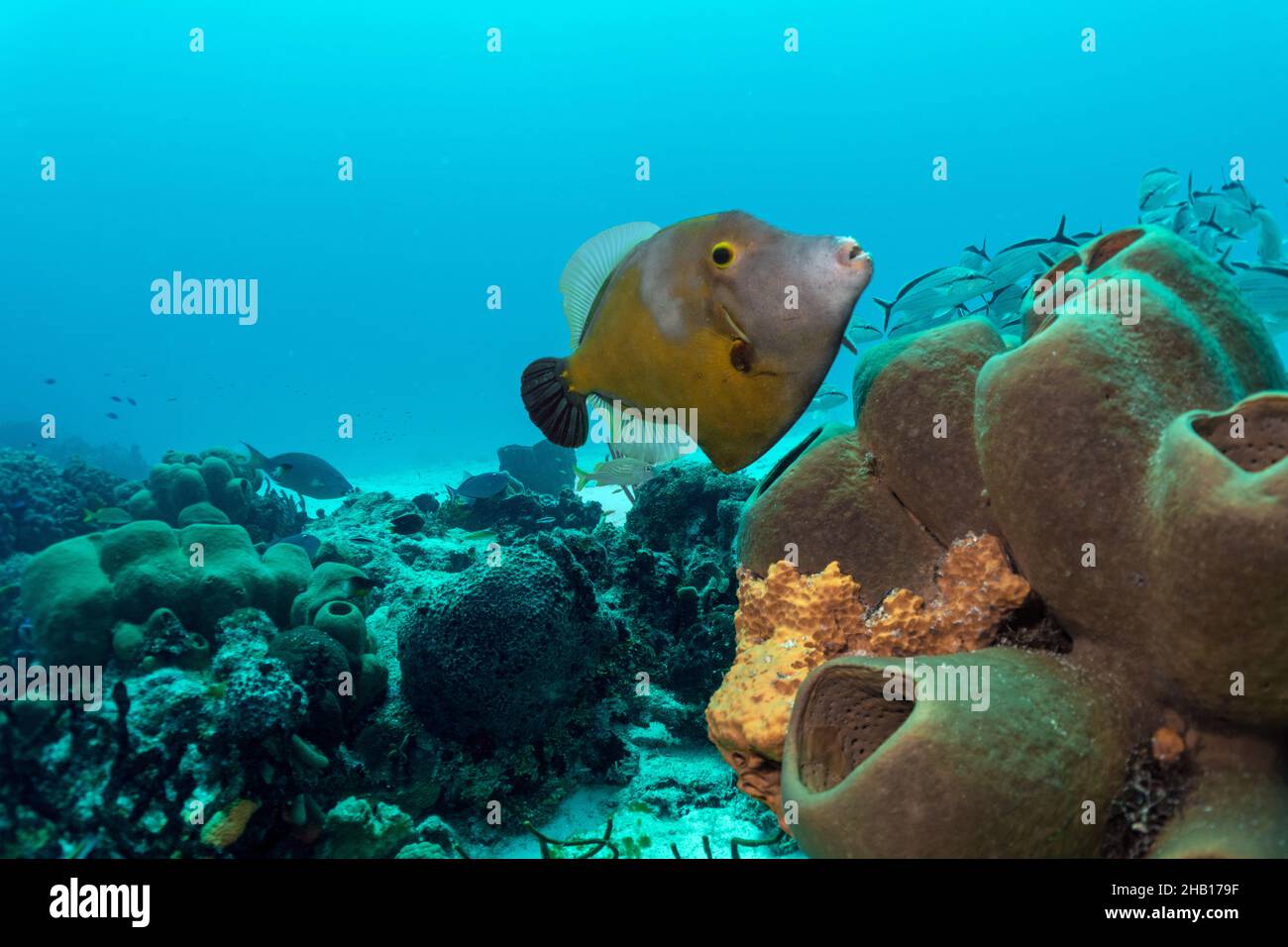 Spotted Filefish Stock Photo