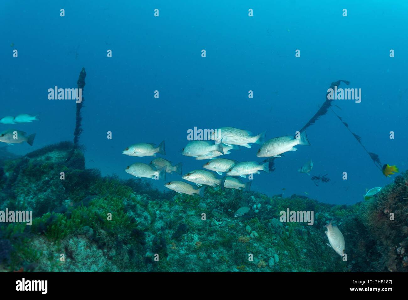 mangrove snapper on wreck Stock Photo