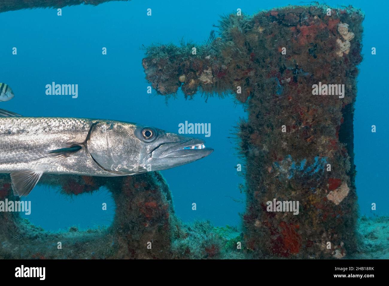 barracuda on wreck Stock Photo